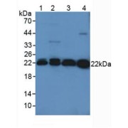 Western blot analysis of (1) Mouse Kidney Tissue, (2) Mouse Liver Tissue, (3) Rat Brain Tissue and (4) Rat Serum.