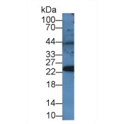 Western blot analysis of Rat Serum, using Mouse PRDX4 Antibody (2 µg/ml) and HRP-conjugated Goat Anti-Rabbit antibody (<a href="https://www.abbexa.com/index.php?route=product/search&amp;search=abx400043" target="_blank">abx400043</a>, 0.2 µg/ml).