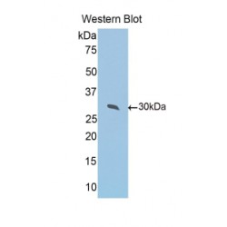 Peroxiredoxin 4 (PRDX4) Antibody