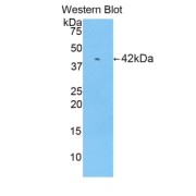 Western blot analysis of recombinant Mouse RNASE1 using Ribonuclease A (RNASE1) Antibody.