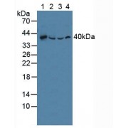 Western blot analysis of (1) Human Liver Tissue, (2) Porcine Liver Tissue, (3) Mouse Liver Tissue and (4) Human 293T Cells.