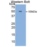 Western blot analysis of the recombinant protein.