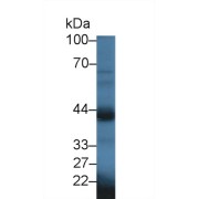 Western blot analysis of Mouse Testis lysate, using Mouse OXTR Antibody (2 µg/ml) and HRP-conjugated Goat Anti-Rabbit antibody (<a href="https://www.abbexa.com/index.php?route=product/search&amp;search=abx400043" target="_blank">abx400043</a>, 0.2 µg/ml).