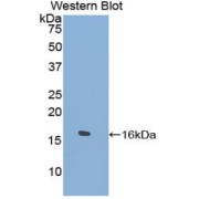 Western blot analysis of the recombinant protein.