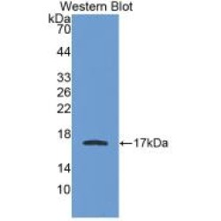 Apolipoprotein A1 (APOA1) Antibody