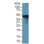 Western blot analysis of Rat Liver lysate, using Rat GS Antibody (1 µg/ml) and HRP-conjugated Goat Anti-Rabbit antibody (<a href="https://www.abbexa.com/index.php?route=product/search&amp;search=abx400043" target="_blank">abx400043</a>, 0.2 µg/ml).