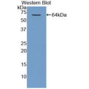 Western blot analysis of the recombinant protein.