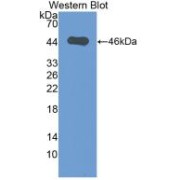 Western blot analysis of the recombinant protein.