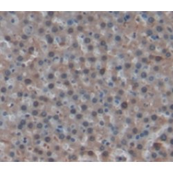 Bone Marrow Proteoglycan (PRG2) Antibody