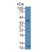 Western blot analysis of Human Serum, using Human SPRY1 Antibody (5 µg/ml) and HRP-conjugated Goat Anti-Rabbit antibody (<a href="https://www.abbexa.com/index.php?route=product/search&amp;search=abx400043" target="_blank">abx400043</a>, 0.2 µg/ml).