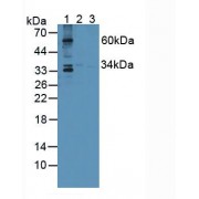 Western blot analysis of (1) Mouse Liver Tissue, (2) Mouse Heart Tissue and (3) Mouse Brain Tissue.
