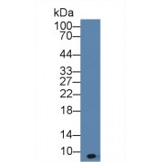 Western blot analysis of Mouse Spleen lysate, using Mouse bTG Antibody (3 µg/ml) and HRP-conjugated Goat Anti-Rabbit antibody (<a href="https://www.abbexa.com/index.php?route=product/search&amp;search=abx400043" target="_blank">abx400043</a>, 0.2 µg/ml).