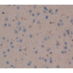 Interferon Alpha 4 (IFNa4) Antibody