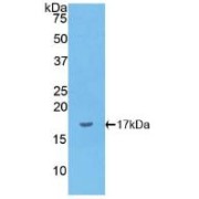 Western blot analysis of recombinant Dog IL1a.