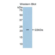 Western blot analysis of the recombinant protein.