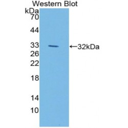 Lipase, Endothelial (LIPG) Antibody