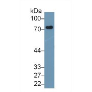 Western blot analysis of Mouse Lymphocyte lysate, using Mouse LY9 Antibody (1 µg/ml) and HRP-conjugated Goat Anti-Rabbit antibody (<a href="https://www.abbexa.com/index.php?route=product/search&amp;search=abx400043" target="_blank">abx400043</a>, 0.2 µg/ml).