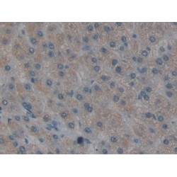 MAPK/MAK/MRK Overlapping Kinase (MOK) Antibody