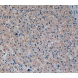 MAPK/MAK/MRK Overlapping Kinase (MOK) Antibody