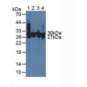 Western blot analysis of (1) Rat Serum, (2) Rat Liver Tissue, (3) Rat Heart Tissue and (4) Rat Spleen Tissue.