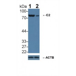Complement C2 (C2) Antibody