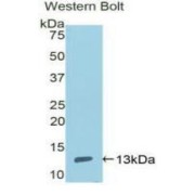 Western blot analysis of the recombinant protein.