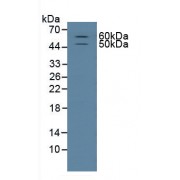 Western blot analysis of Rat Brain Tissue.