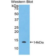 Western blot analysis of the recombinant protein.