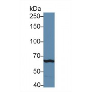 Western blot analysis of Mouse Spleen lysate, using Mouse TLR3 Antibody (5 µg/ml) and HRP-conjugated Goat Anti-Rabbit antibody (<a href="https://www.abbexa.com/index.php?route=product/search&amp;search=abx400043" target="_blank">abx400043</a>, 0.2 µg/ml).