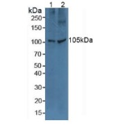 Western blot analysis of (1) Human A549 Cells and (2) Human HeLa cells.