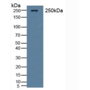 Western blot analysis of Rat Serum.