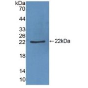 Western blot analysis of recombinant Pig vWF.