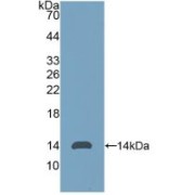 Western blot analysis of recombinant Human AMH.