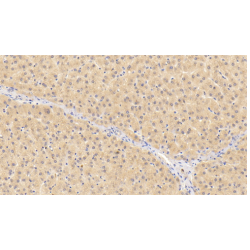 Coagulation Factor XII (F12) Antibody