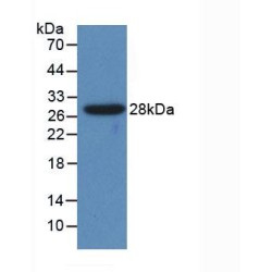 Cytochrome P450 1A1 (CYP1A1) Antibody