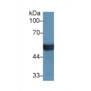 Western blot analysis of Mouse Liver lysate, using Human CYP2D6 Antibody (1 µg/ml) and HRP-conjugated Goat Anti-Rabbit antibody (<a href="https://www.abbexa.com/index.php?route=product/search&amp;search=abx400043" target="_blank">abx400043</a>, 0.2 µg/ml).