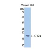 Western blot analysis of the recombinant protein.