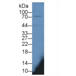 Interferon-Induced GTP-Binding Protein Mx1 (MX1) Antibody