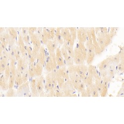 Interferon-Induced GTP-Binding Protein Mx1 (MX1) Antibody