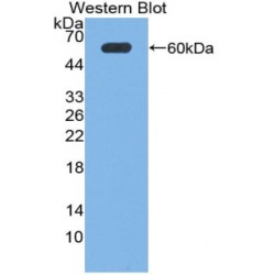 Neuronal Pentraxin I (NPTX1) Antibody