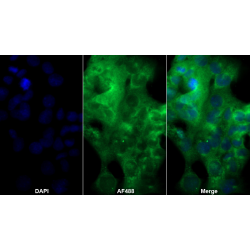 Complement Fragment C3a (C3a) Antibody