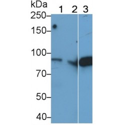 Complement C4a anaphylatoxin (C4a) Antibody