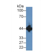 Western blot analysis of Mouse Brain lysate, using Human CKM Antibody (2 µg/ml) and HRP-conjugated Goat Anti-Rabbit antibody (<a href="https://www.abbexa.com/index.php?route=product/search&amp;search=abx400043" target="_blank">abx400043</a>, 0.2 µg/ml).