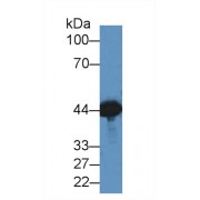 Western blot analysis of Mouse Brain lysate, using Dog CKM Antibody (2 µg/ml) and HRP-conjugated Goat Anti-Rabbit antibody (<a href="https://www.abbexa.com/index.php?route=product/search&amp;search=abx400043" target="_blank">abx400043</a>, 0.2 µg/ml).