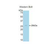 Western blot analysis of the recombinant protein.