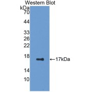 Western blot analysis of the recombinant protein.