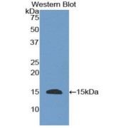 Western blot analysis of the recombinant protein.