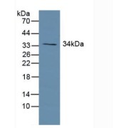 Western blot analysis of Human Lung Tissue.