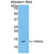 Western blot analysis of the recombinant protein.