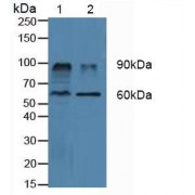 Western blot analysis of (1) Porcine Kidney Tissue and (2) Porcine Liver Tissue.